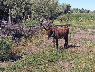 пони пони: Ослы/ослята - Молодой ослик тёмно-рыжей масти с густой шерстью. На — 2