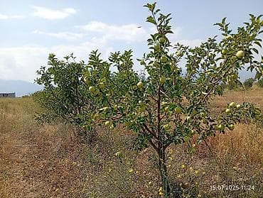 дешёвые участки: 300 соток, Договор купли-продажи, Договор дарения — 8