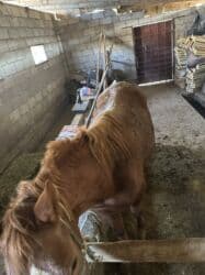 продажа домашних животных: Продаю | Кобыла (самка) — 1