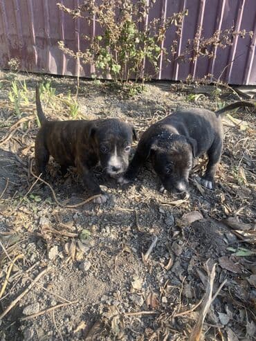 животные в добрые руки: Амстафф, 2 месяца, Самка, С прививкой — 5