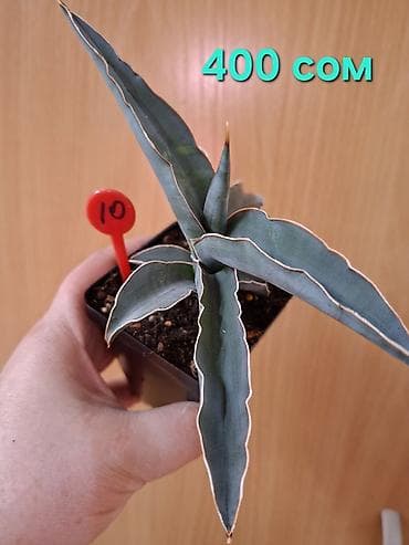 Денежное дерево: Суккуленты Sansevieria (сансевиерия) в горшках 6–7 см. Компактные — 1