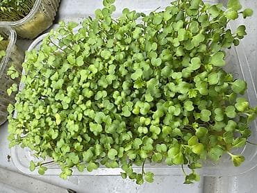 семена басай: Семена для микрозелени от Народных семян(Россия) Горох Мадраст — 5