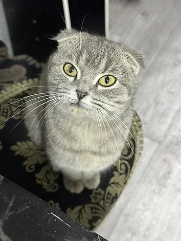кошки домашние: Шотландская вислоухая кошка (Scottish Fold) цена договорная - Окрас — 2