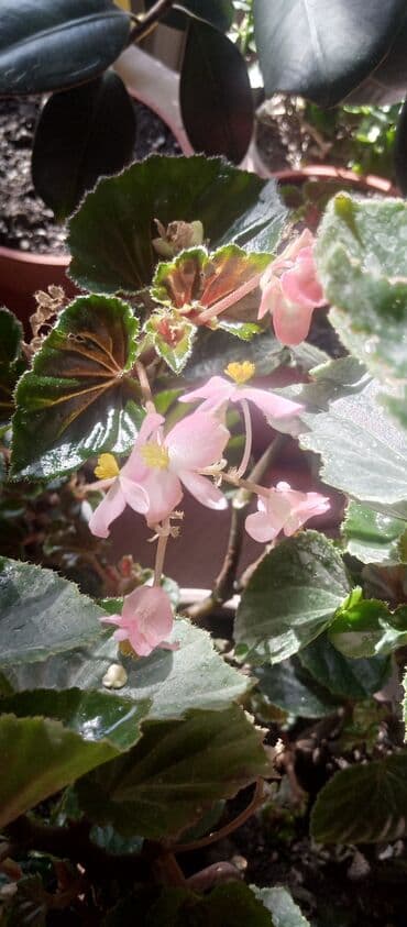 купить рассаду помидор в бишкеке: Бегония — 2