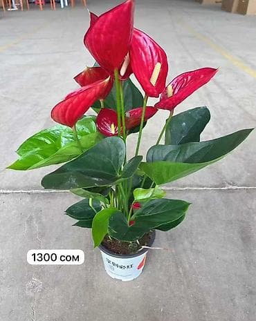 когти точка: Комнатные пальмы в горшках. 1) Саговник (Cycas revoluta) - Компактная — 10