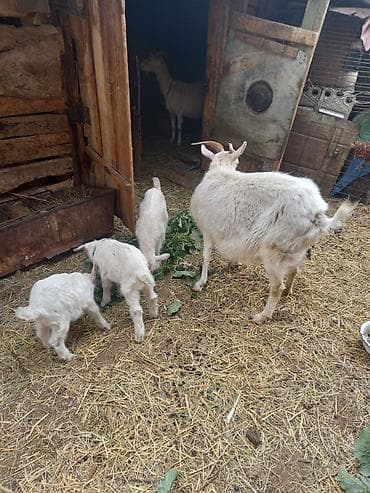ласка животные: Продаю | Коза (самка) | Для разведения — 2