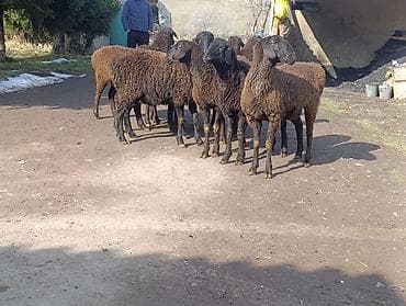 ретривер собака: Продаю | Овца (самка) | Для разведения | Ярка — 5