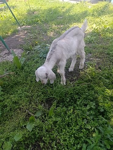 Продам с/х животных: Продаю | Козлёнок | Полукровка | Для разведения | Племенные, Котные, Осеменитель — 2