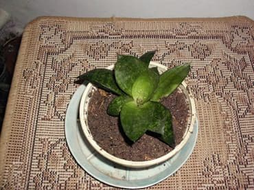 растения для аквариума: Продаю комнатные расстения,кактусы.фикус.денежное дерево,королевская — 8