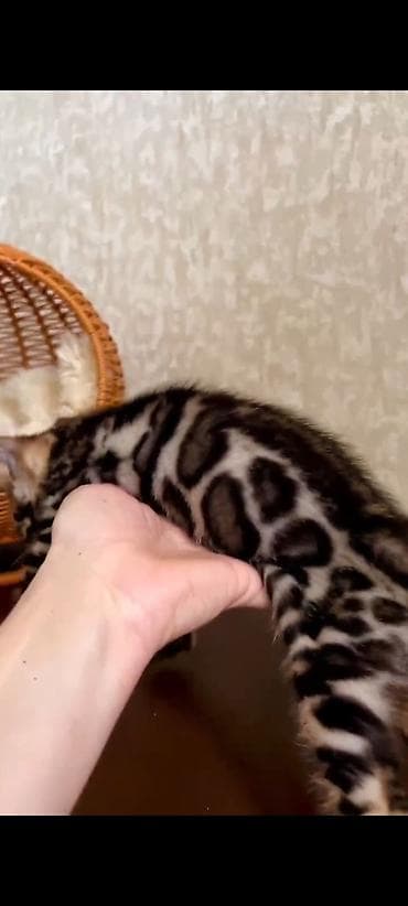 Продажа кошек: Бенгальская, 2 месяца, Девочка, Шоколадный, Приучена к лотку, Проглистована, С документами — 4