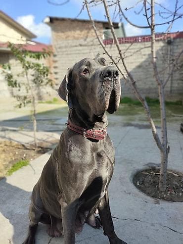 бульдога: 2 айлык, Эркек, Эмделген, Ит тегин тастыктоочу документ — 4