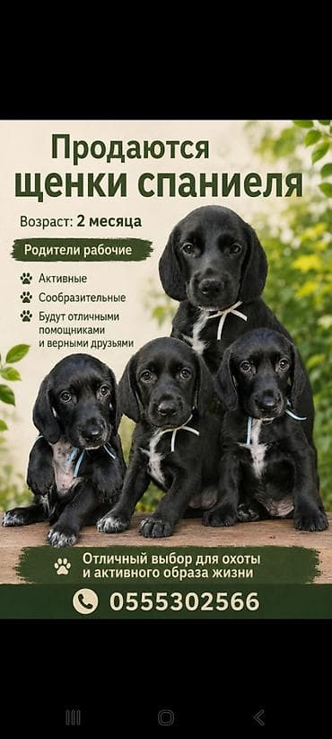 охотничии собаки: Щенки спаниеля, возраст 2 месяца. Особенности: - Родители рабочие — 1