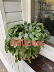 туалетный столик с подсветкой бишкек: Комнатные цветы по оптовым ценам — 2