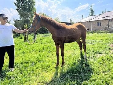 Продаю | Кобыла (самка) | Конный спорт