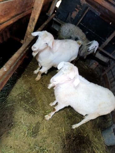 бордер коли собака: Продаю | Коза (самка) — 2