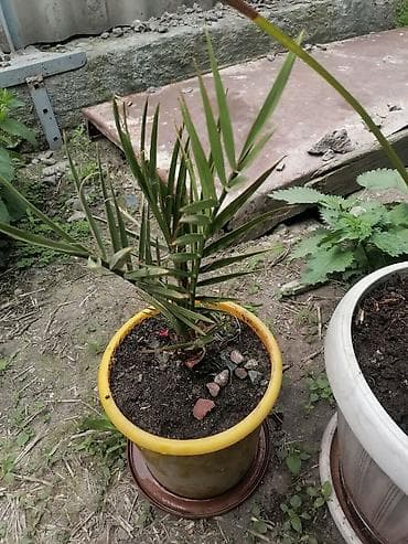 комнатные растения в бишкеке купить цена оптом и в розницу: Распродаю кмнатные растения. С. Ленинское — 9