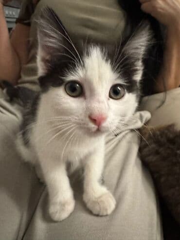 кошки купить бишкек: Беспородная, 2 месяца, Мальчик, Белый, Приучена к лотку — 3