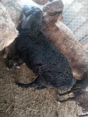 собака немецкий: Продаю | Ягненок, Баран (самец) | Арашан — 5