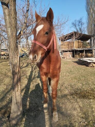 седло для осла: Продаю | Конь (самец) | Рабочий — 1