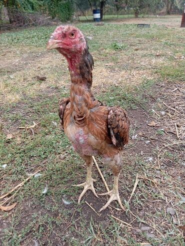 наполнители для кошек: Продаю яйца от бойцовой птицы дакан тукум Жумуртка сатылат дакан — 9