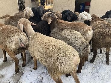 азиатский алабай: Продаю | Баран (самец) | Гиссарская, Полукровка, Эдильбаевская | На забой, Для разведения | Осеменитель — 1