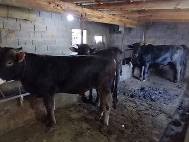 арабский конь: Продаю | Бык (самец) | На откорм | Привязанные — 7