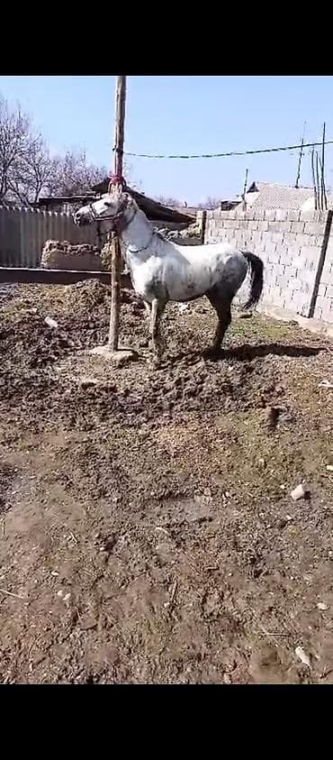 дончак лошади: Продаю | Конь (самец) | Полукровка | Для разведения — 2