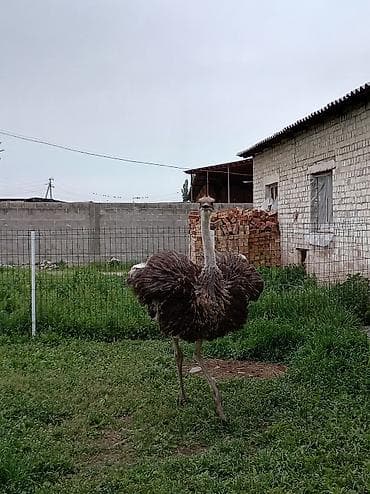 Страус африканский (хамара) для разведения/декоративного содержания