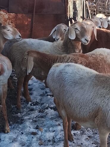 сколько стоит шотландская вислоухая кошка: Продаю | Овца (самка) | Арашан | Для разведения | Матка — 4