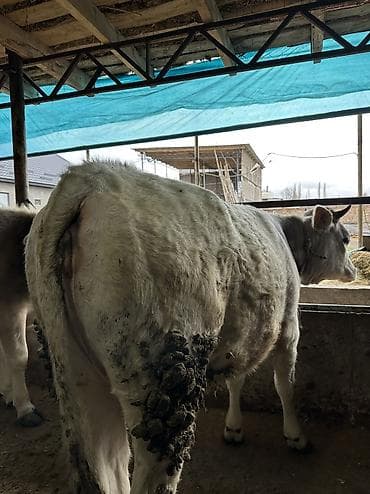 ат ургачы: Продаю | Тёлка — 8