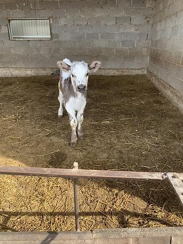 утки с утятами: Продаю | Музоо, торпок — 2