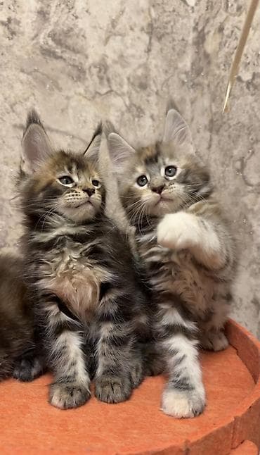 Породистые котята мейн-кун - Возраст: котята на фото — пушистые