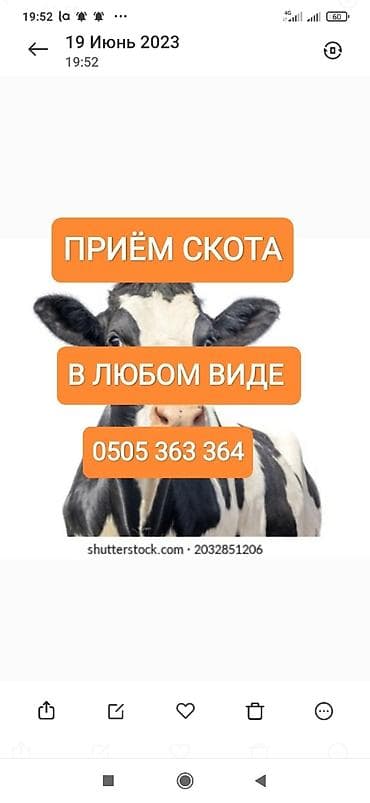 Колбасный цех, Частное лицо : Коровы, быки, Лошади, кони, | Круглосуточно, Любое состояние, Забитый