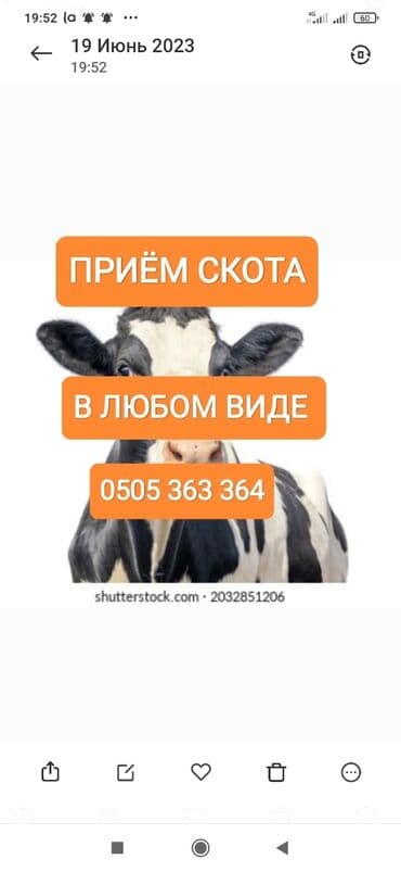 бээ алам: Куплю | Коровы, быки, Лошади, кони | Круглосуточно, Любое состояние, Забитый — 1