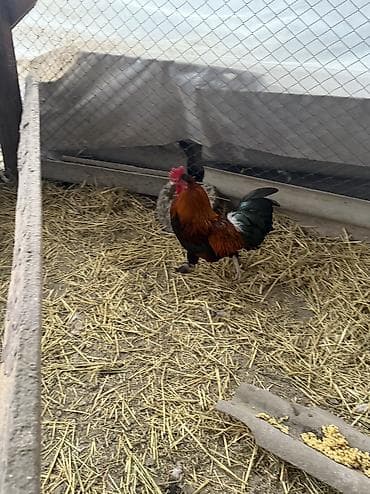 турецкий кангал цена: Продаю | Петух | Для разведения — 3