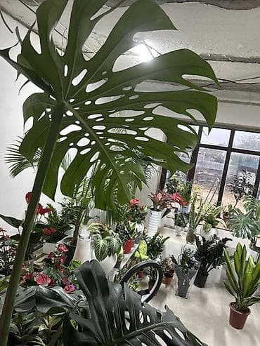 Монстера делициоза (Monstera deliciosa) крупного размера в горшке. -