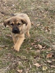 отдам щенят в добрые руки: 🆘🆘🆘🆘🆘🆘🆘🆘🆘 Вс хотите быть счастливым Но это ня получаейся ? Приютиме — 4