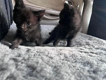 Беспородная, 2 месяца, Девочка, Черный, Приучена к лотку