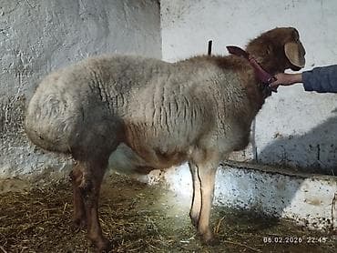 Аквариумдар: Сатам | Кочкор (эркек) | Арашан | Көбөйтүү үчүн | Асыл тукумдуу — 2