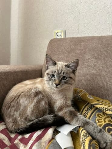 британская короткошерстная кошка купить: Котёнок с необычным окрасом пойнт (серо-бежевый с тёмными отметинами) — 2