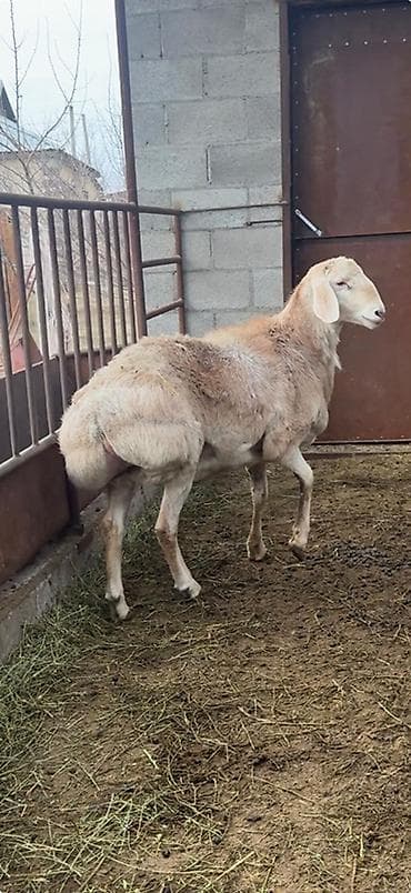 Продаю | Баран (самец) | Для разведения | Племенные