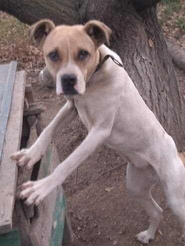 булдок ит: Алабай, 7 месяцев, Самка, С прививкой, С родословной — 9