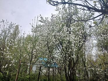вишн: Дача/садовый участок с домиком и плодовыми насаждениями - Плодовый — 5