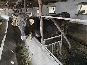 продажа кукуруза: Продаю | Корова (самка) | Полукровка | Для молока — 3
