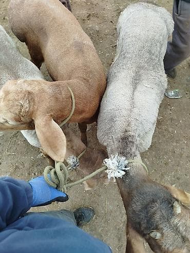 Продаю | Баран (самец) | Для разведения | Племенные