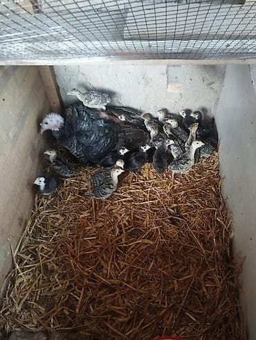 кролики крольчата: Продаю | Индюшата | На забой — 2