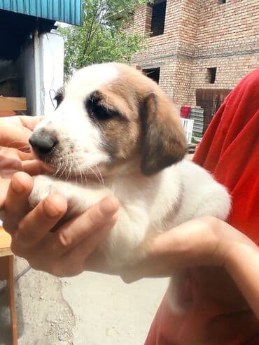 щенки белгийскоц овчарки: Ит бекер берилет: 2 айлык, Эркек — 19