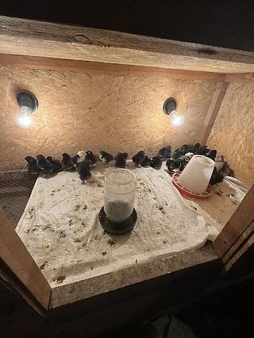 продажа бройлеров цыплят: Продаю | Цыплята | Для разведения — 4