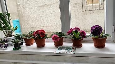 Комнатные растения: Глоксиния комнатная в горшке (Gloxinia, Sinningia speciosa) - Крупные — 9