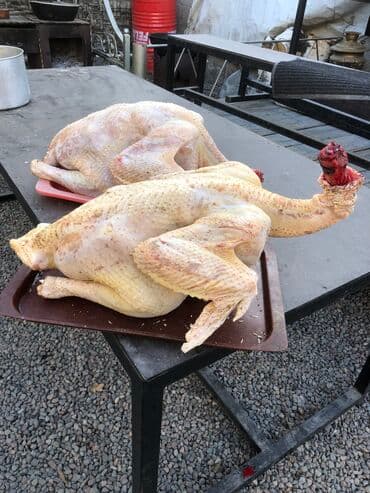 пахлава бишкек цена: Продаются индюки биг 6, вес от 15-20 Халал за 1кг 600сом — 3